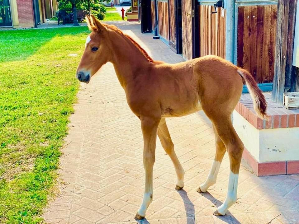 Agriturismo Il Boschetto Ornago Bagian luar foto