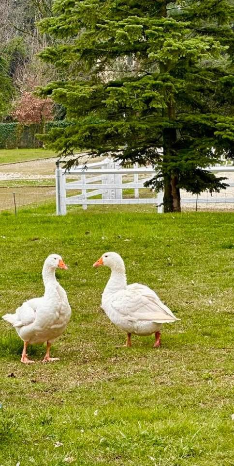 Agriturismo Il Boschetto Ornago Bagian luar foto