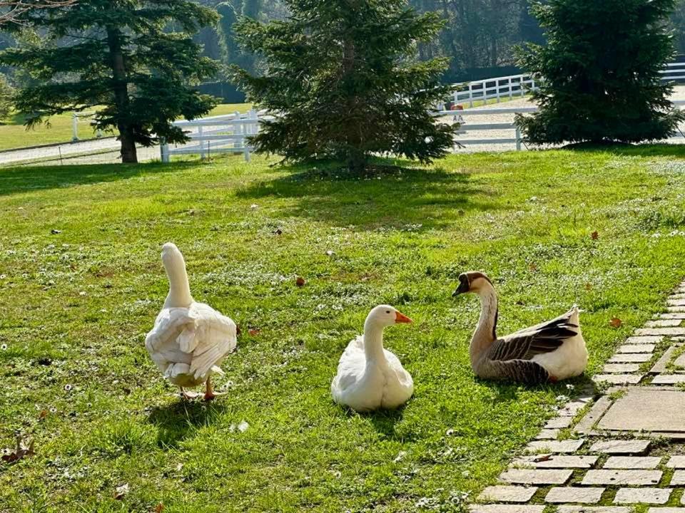 Agriturismo Il Boschetto Ornago Bagian luar foto